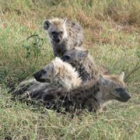 Modeling Animals' Social Networks
