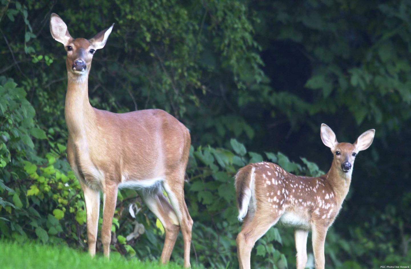 Deer 2
