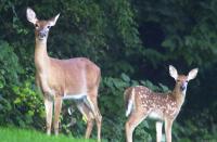 Deer 2
