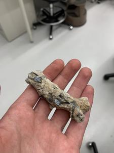 Fossil