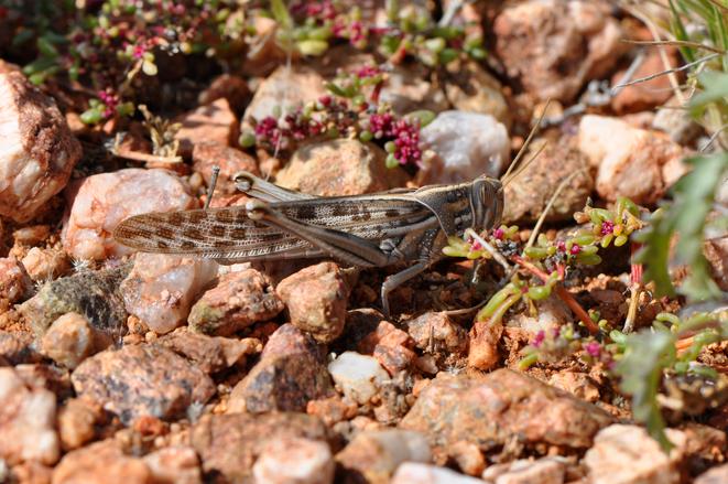 Desert Locust