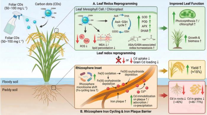 Foliar carbon dots reprogram leaf redox metabolism and rhizosphere iron cycling to mitigate cadmium accumulation in field-grown rice