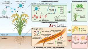 Foliar carbon dots reprogram leaf redox metabolism and rhizosphere iron cycling to mitigate cadmium accumulation in field-grown rice