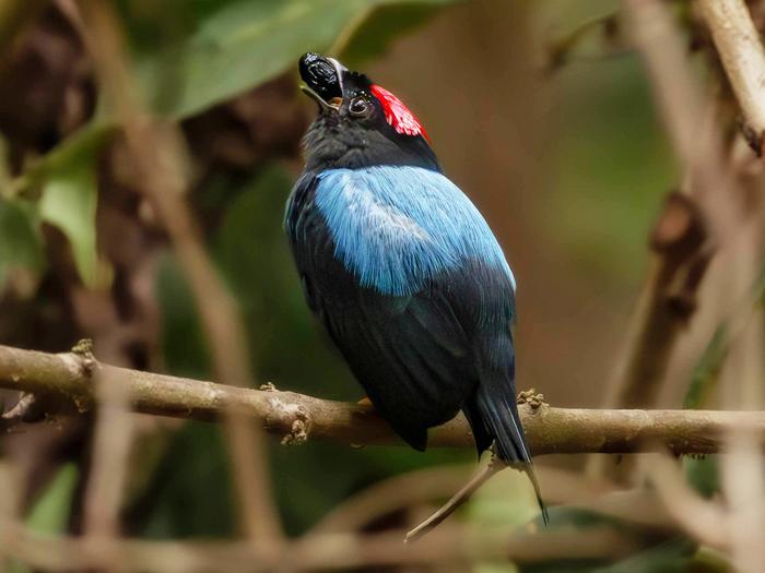 Male Lance-tailed Manakin (Chiroxiphia lanceolata) photographed on Isla Boca Brava, Panama