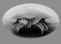 Mites Drive Deformed Wing Virus in Honeybees (3 of 3)
