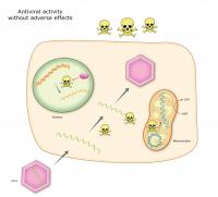 Hepatitis C Treatment's Side Effects Can Now Be Studied in the Lab (3 of 3)