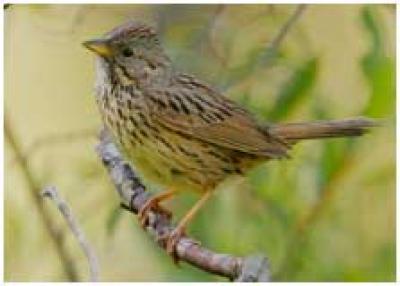 Lincoln's Sparrow