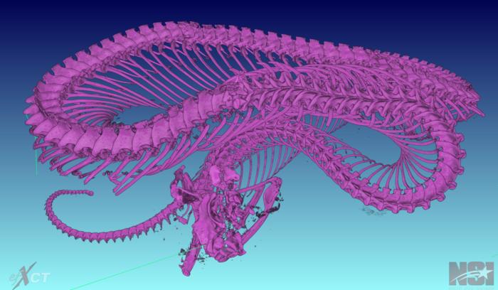 Skeleton