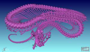 Skeleton
