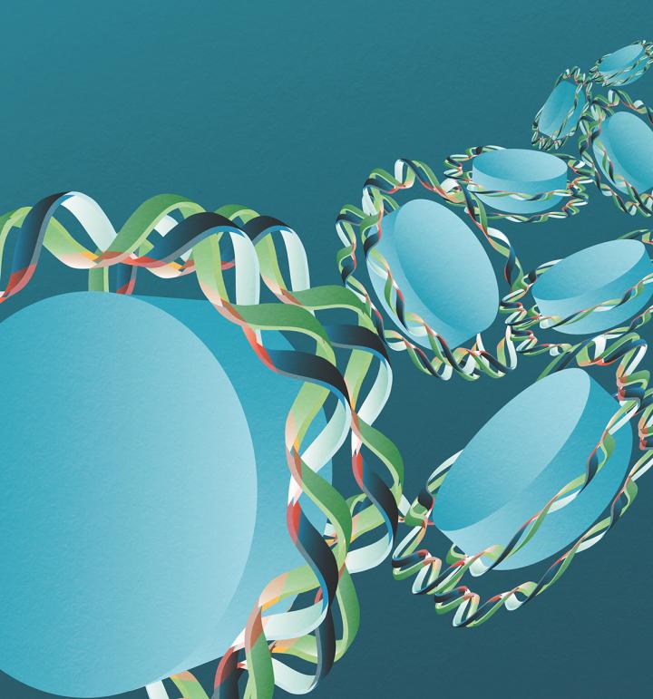 The DNA Molecule