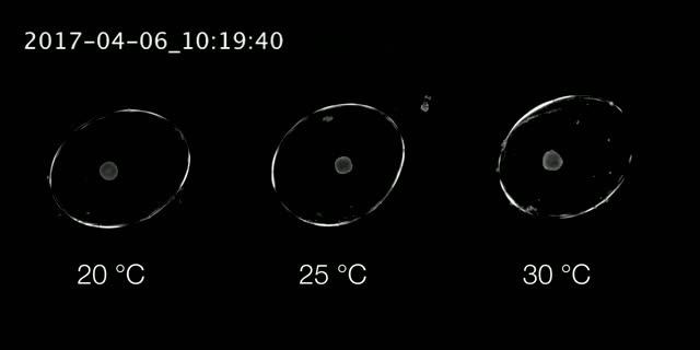 Embryo Development (Video)