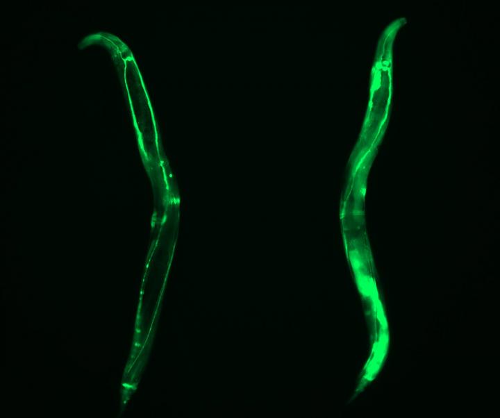 Increased Expression of CCT8 in Somatic Tissues