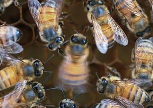 Honey bee waggle dance
