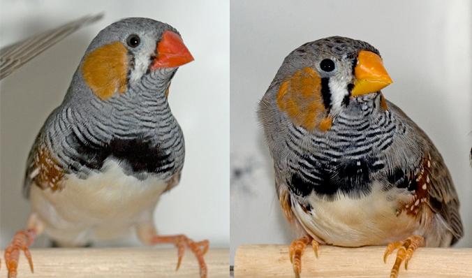 Wild Red-Beaked Zebra Finch and Mutant 'Yellowbeak'