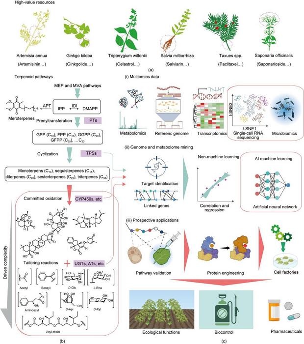 AI and multi-omics reshape plant terpenoid research: From pathway ...