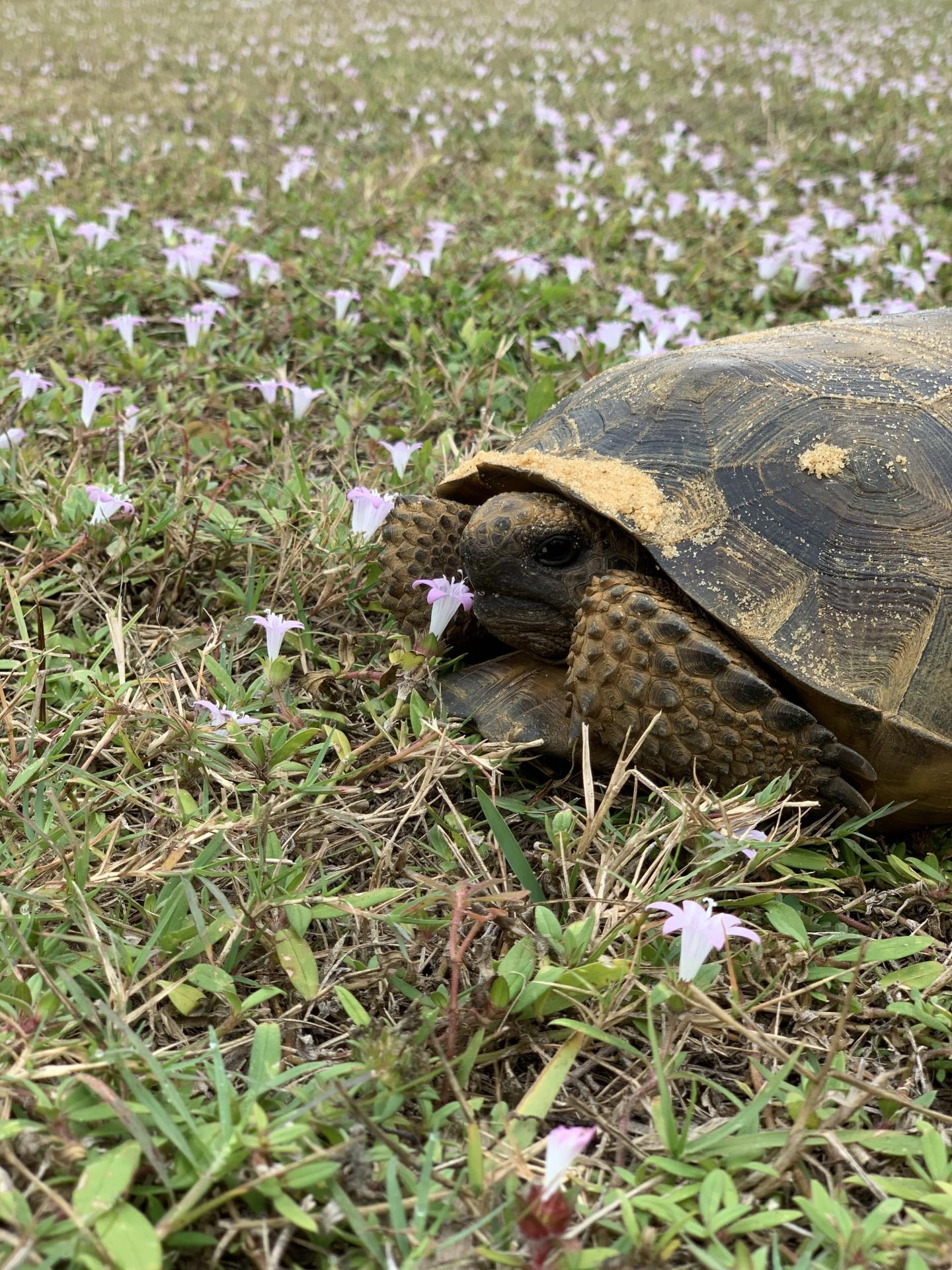 Gopher Tortoise Hatchling