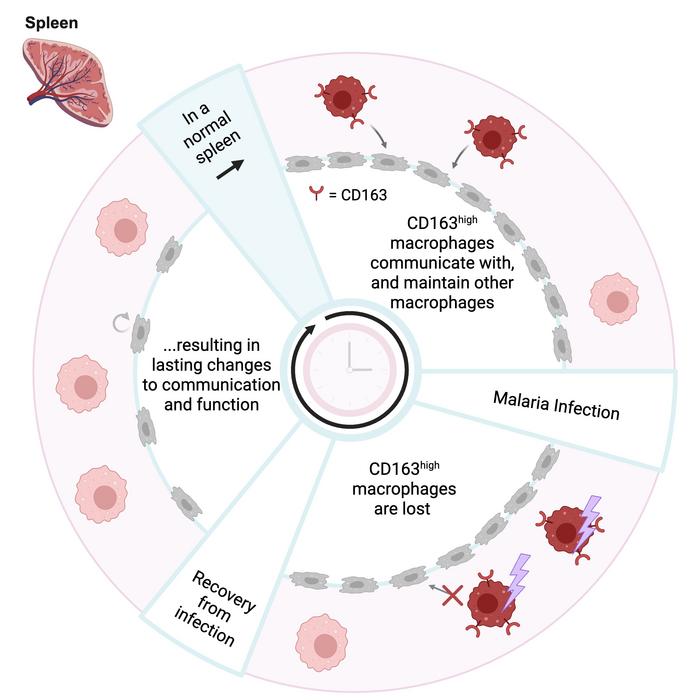 Figure Immunity Cell Press