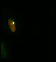 Transcription of MEN&#949;/&#946; Genes Induces De novo Formation of Functional Paraspeckles