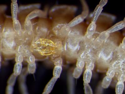 <I>Oxidus gracilis</I> Gonopod