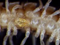 <I>Oxidus gracilis</I> Gonopod