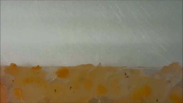 Wasp Tries to Infect <em>Drosophila</em>