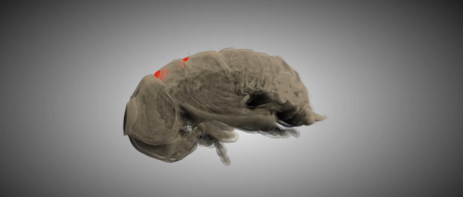 μCT scan