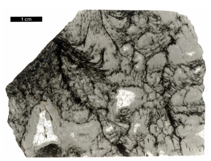 2.5 billion year old microbial structures