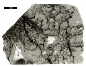 2.5 billion year old microbial structures