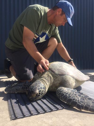 Gauging the Well-Being of Green Sea Turtles