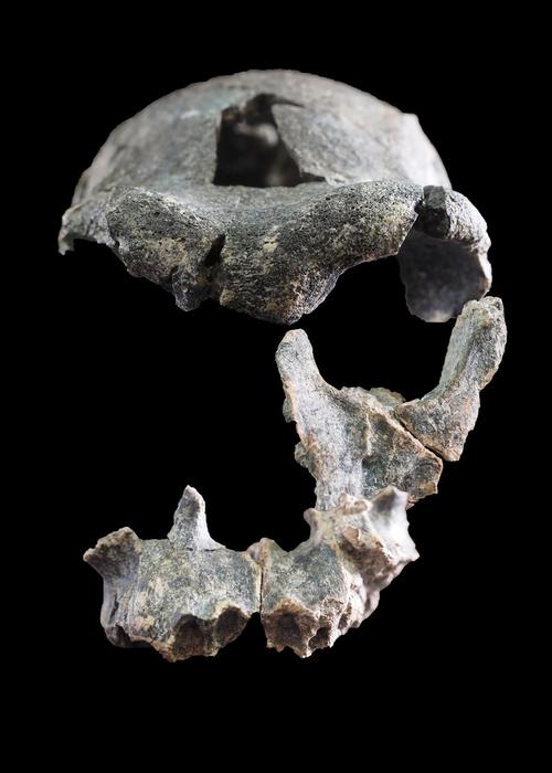 DAN5 cranial fragments before the virtual reconstruction.