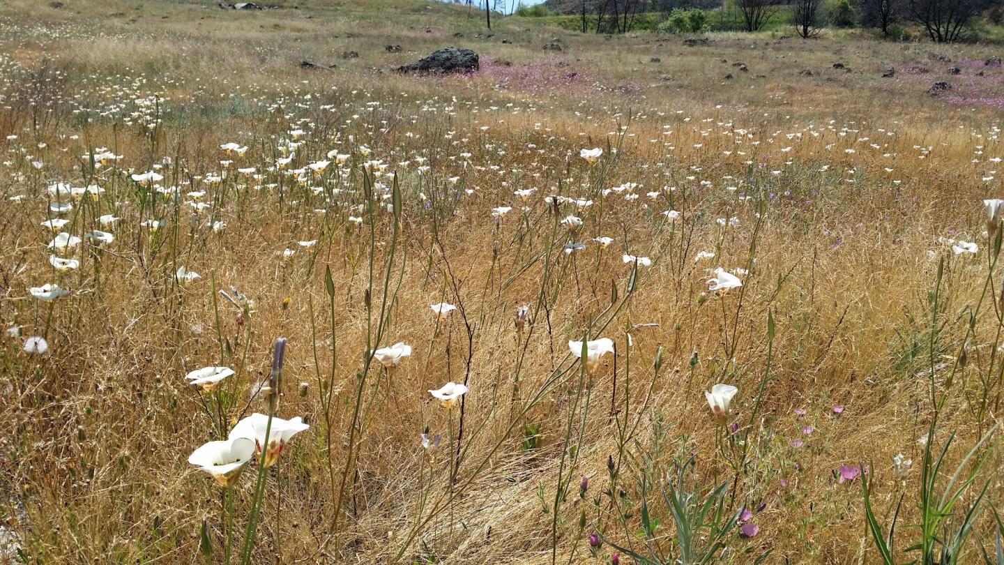 Annual-Dominated Grasslands at the Donald and Sylvia Mclaughlin University of California (1 of 3)
