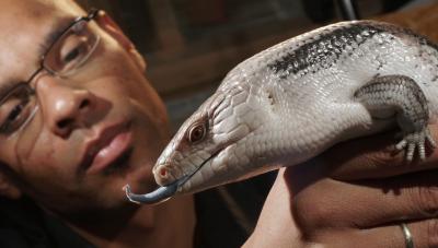 Skink Emma