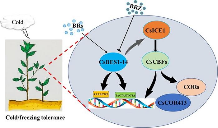 Regulatory framework for CsBES1-14 and CsCOR413 in mediating tea plant cold tolerance.
