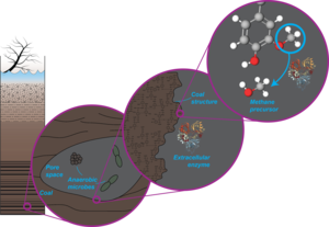 methane from coal caroon