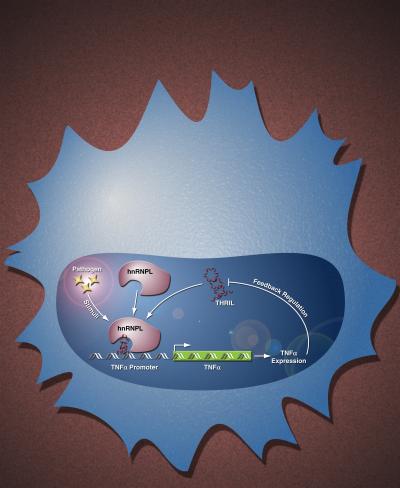 Mechanism of Action