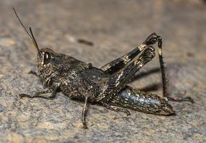 Eyprepocprifas insularis