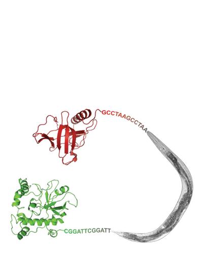 Roundworm