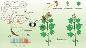 The sensory mechanisms underlying CO2-induced oviposition behavior in Helicoverpa armigera