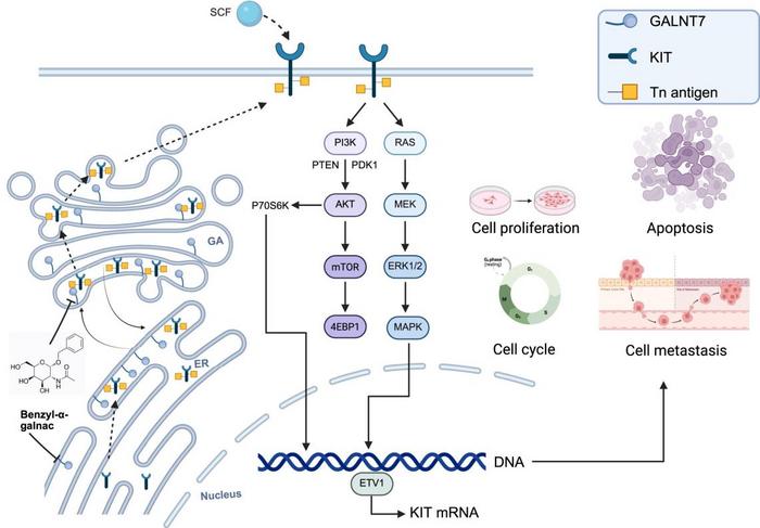 GALNT7-mediated O-GalNAc glycosylation stabilizes KIT, activates PI3K/AKT and MAPK/ERK signaling, and drives malignant progression of gastrointestinal stromal tumor (GIST); benzyl-α-GalNAc suppresses this axis.