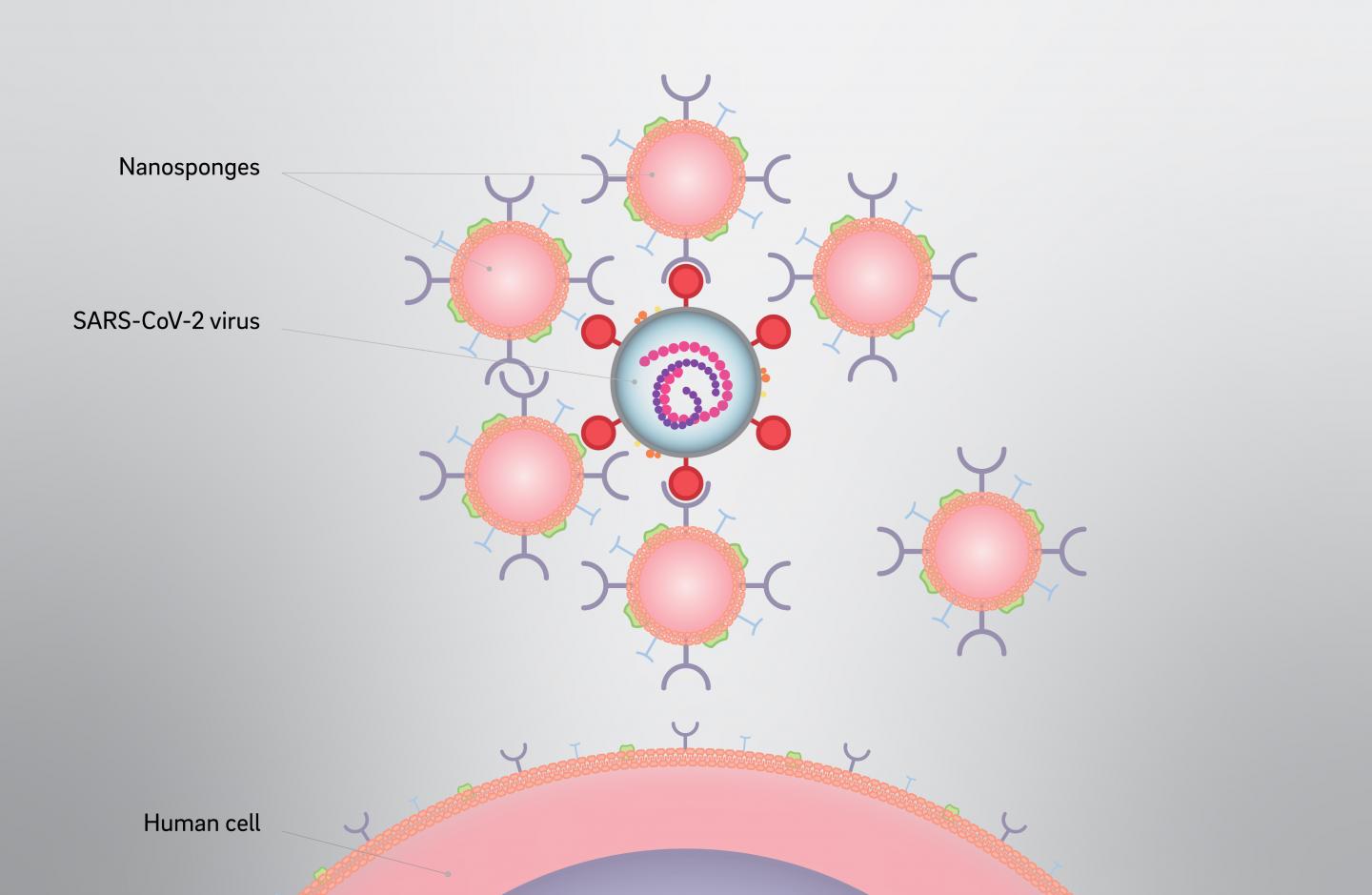 Nanosponges and Virus