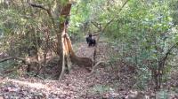 Edgar, the Alpha Male of the Mitumba Community, Gives a Full Pant-Hoot Call