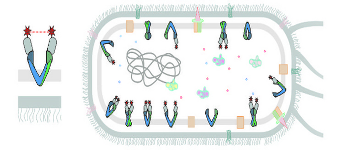 A revolutionary method to observe cell transport