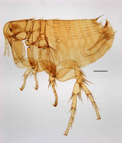 <i>Bartonella</i> Abundance Doubled
