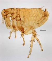 <i>Bartonella</i> Abundance Doubled