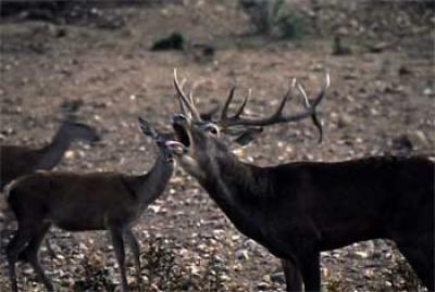 Iberian Red Deer