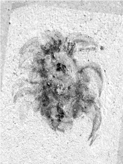 <i>Wiwaxia</i>
