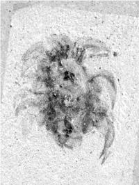 <i>Wiwaxia</i>
