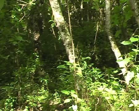 Chimpanzees Make Extra Effort to Alert Others Unaware of Danger (5 of 7)