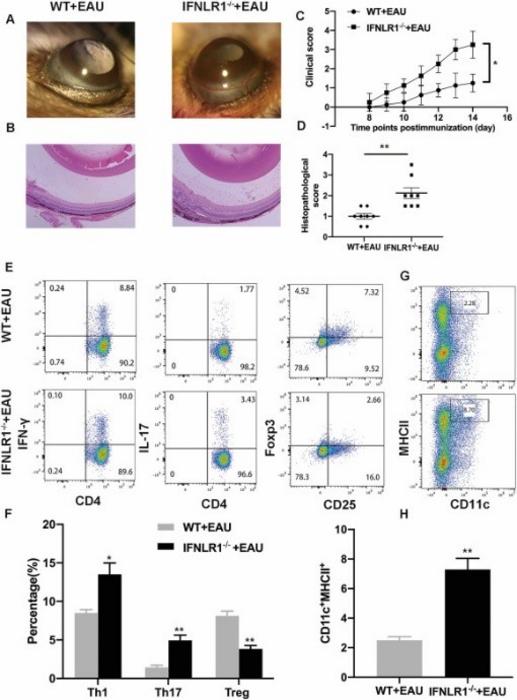 Effect of IFNLR1 deficiency on EAU, and the percentage of Th1, Th17, Treg cells and CD11c+MHC class II in splenocytes from IFNLR1−/− EAU mice and WT EAU