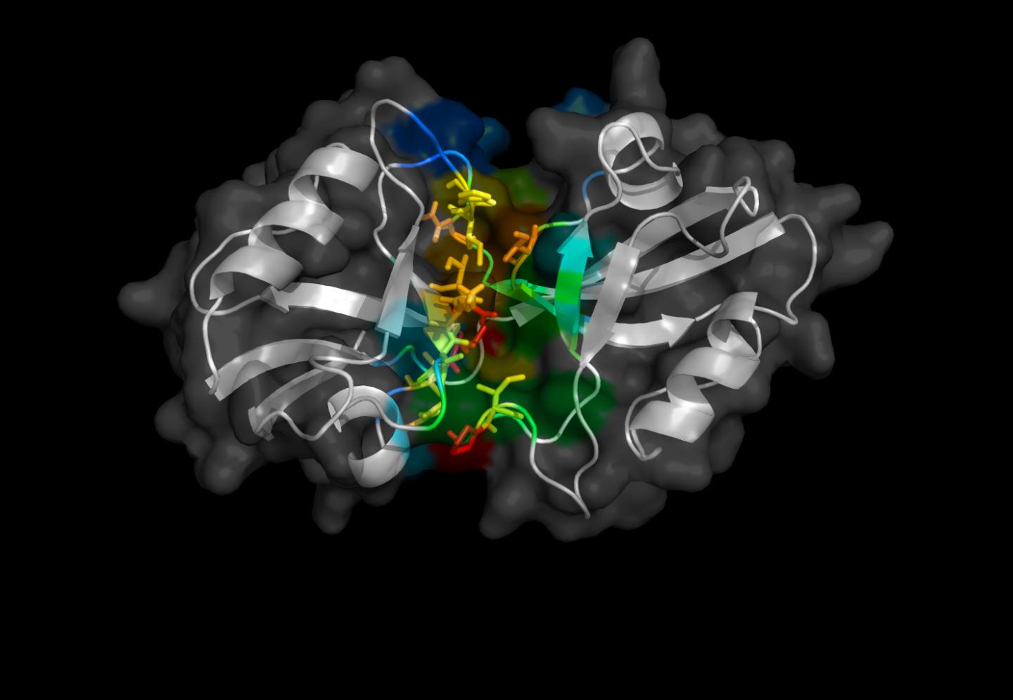 PDZ Domains